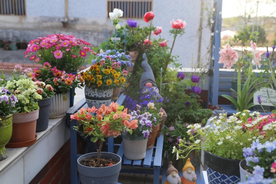 Ngắm hoài không chán khu vườn sân thượng bốn mùa nở hoa-1