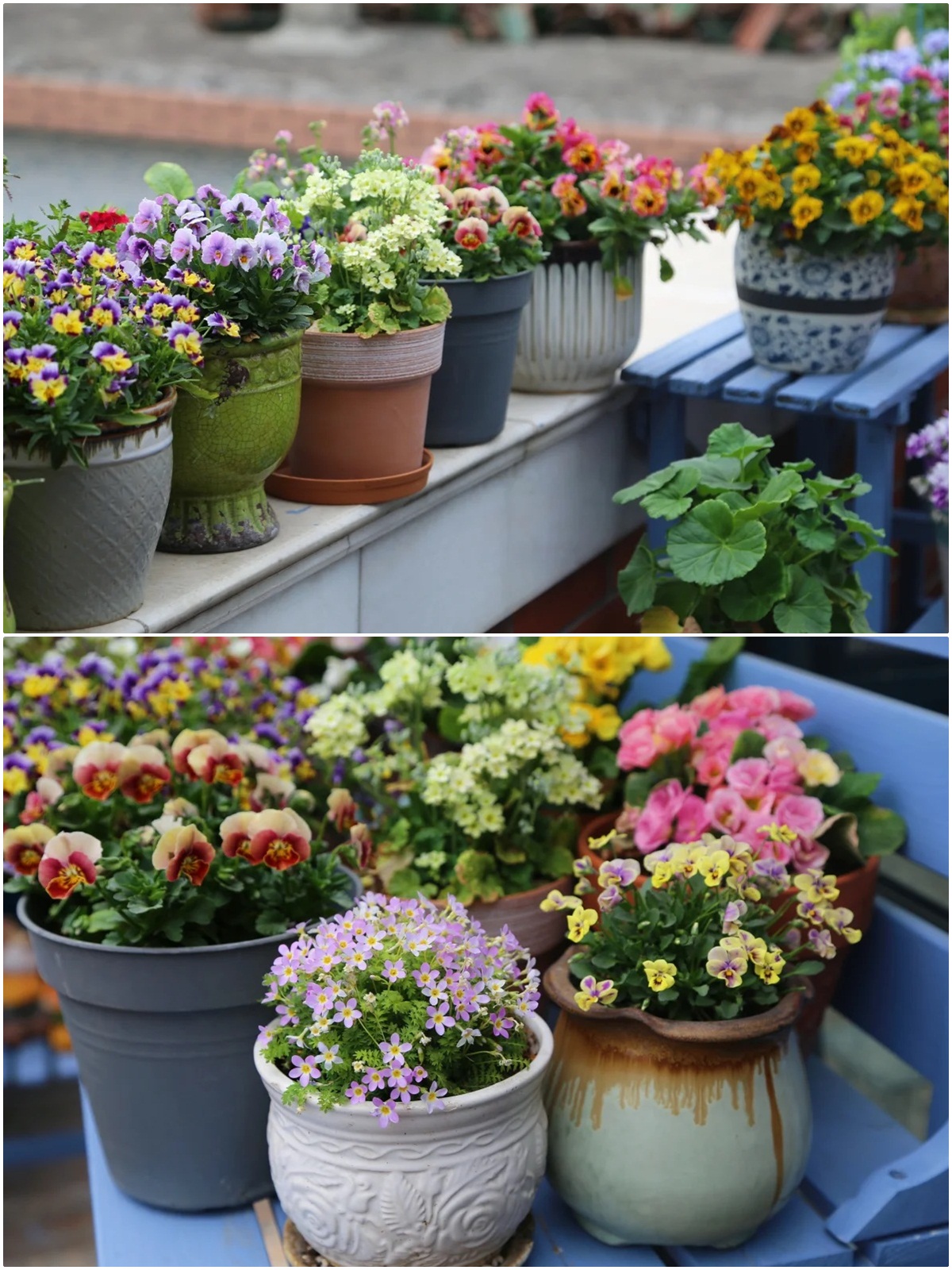 Ngắm hoài không chán khu vườn sân thượng bốn mùa nở hoa-2