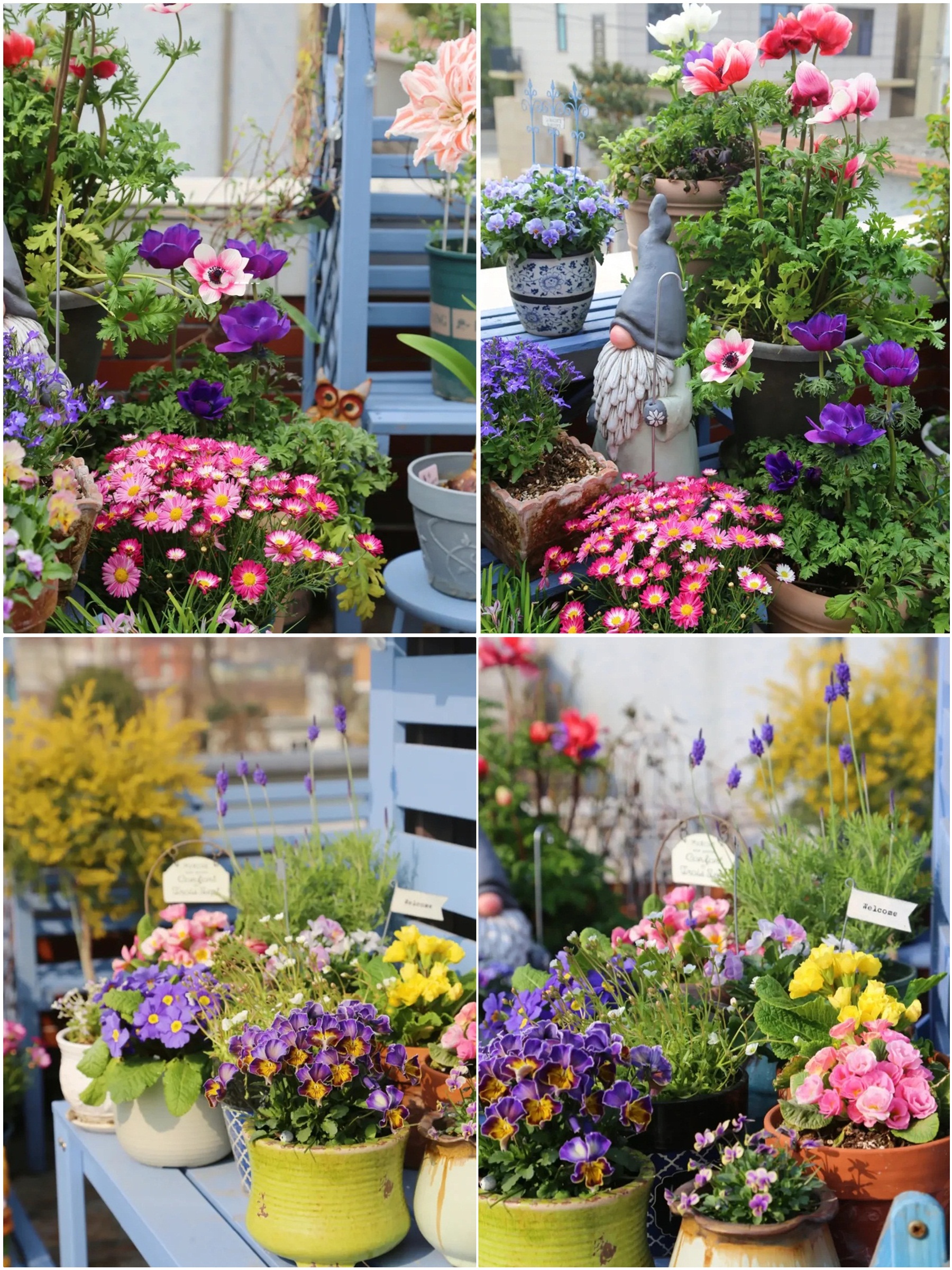 Ngắm hoài không chán khu vườn sân thượng bốn mùa nở hoa-3