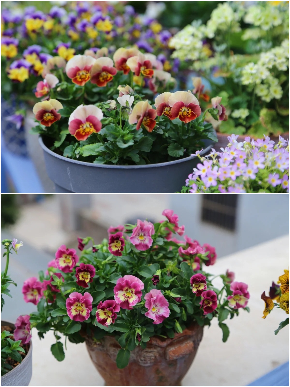 Ngắm hoài không chán khu vườn sân thượng bốn mùa nở hoa-6