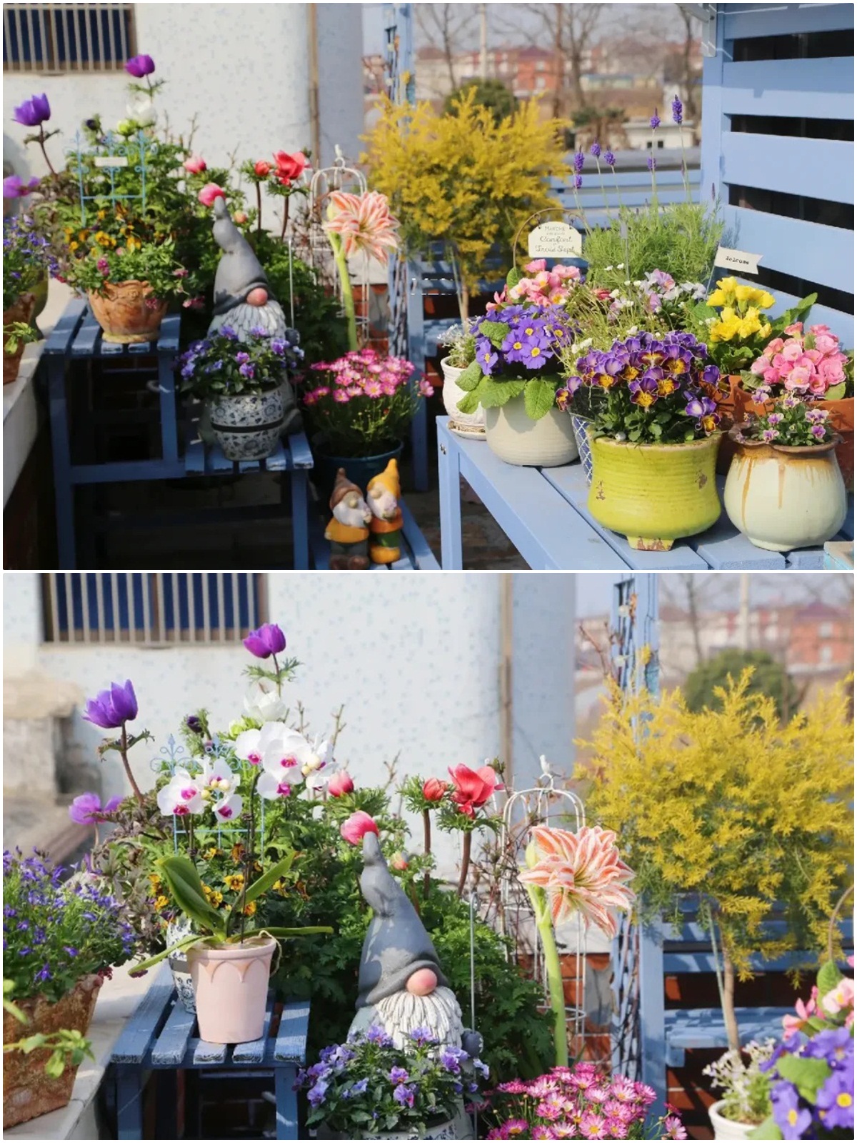 Ngắm hoài không chán khu vườn sân thượng bốn mùa nở hoa-7