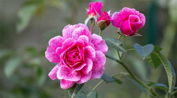 Tử vi ngày 5/5/2023: Tuổi Sửu thăng trầm khó đoán, tuổi Mão bước phát triển mới-2