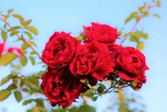 Tử vi ngày 5/5/2023: Tuổi Sửu thăng trầm khó đoán, tuổi Mão bước phát triển mới