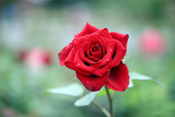 Tử vi ngày 5/5/2023 của 12 cung hoàng đạo: Song Tử nhạy cảm, Nhân Mã thoải mái-5