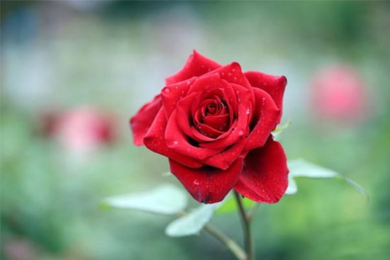 Trẻ sinh vào 5 ngày Âm lịch này phúc khí dồi dào, lớn lên gặp dữ hóa lành, tâm tưởng sự thành