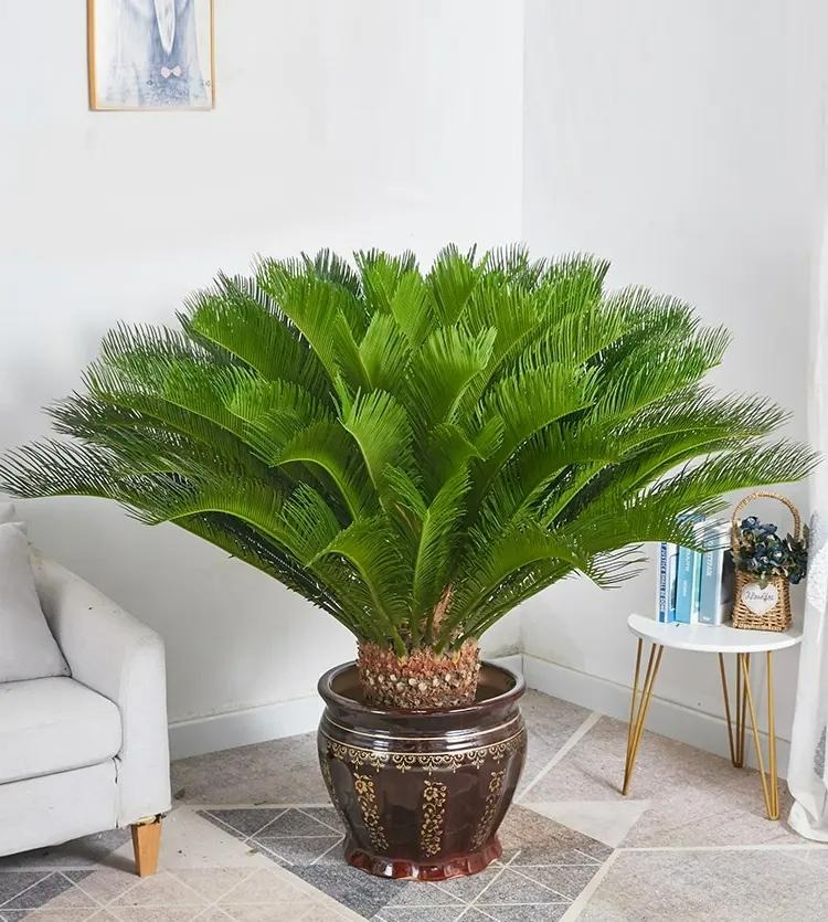 Chuyên gia phong thủy mách cách đặt cây cảnh trong nhà giúp chiêu may mắn, hút tài lộc-5