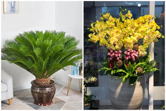 Chuyên gia phong thủy mách cách đặt cây cảnh trong nhà giúp chiêu may mắn, hút tài lộc