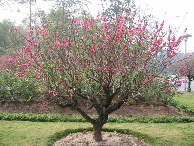 Người xưa dạy mộ không trồng 3, nhà không trồng 4”, 7 loại cây này ám chỉ cây nào?-2