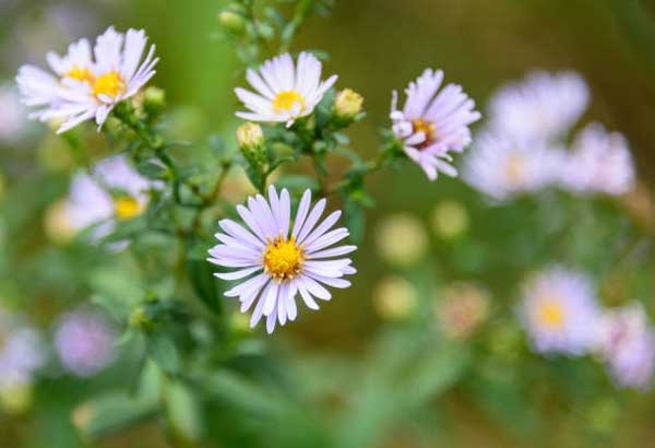 Tử vi ngày 6/5/2023: Tuổi Tỵ may mắn bất ngờ, tuổi Dậu quý nhân đứng sau-1