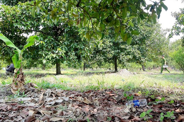 Người phụ nữ tử vong bất thường cạnh con dao, gói thuốc lá ở trong vườn trái cây-1
