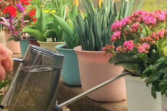 Đất cứng thành cục, thêm một viên thuốc này vào chậu đất mềm như bánh mỳ, hoa tươi lâu
