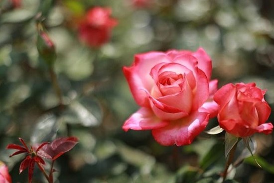 Từ ngày 16/3 Âm lịch, 3 con giáp gặt trái ngọt, công việc suôn sẻ, hầu bao rủng rỉnh, đón mùa hè rực rỡ