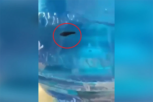 Bộ Y tế yêu cầu xử lý vụ phát hiện đỉa trong bình nước ở trường mầm non-1