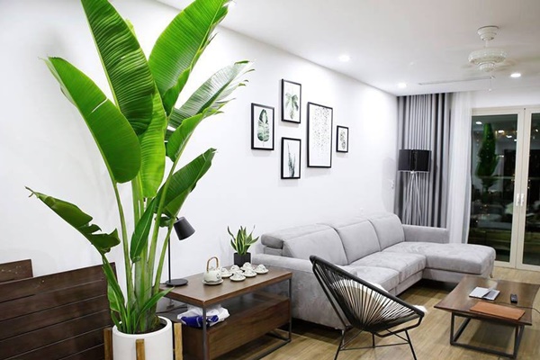 Nhà nhỏ mấy cũng cần trồng 5 cây cảnh này, lá đẹp hơn hoa, không khí sạch bong kin kít-10