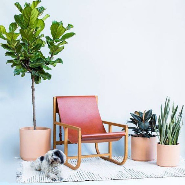 Trang trí tổ ấm với điểm nhấn từ sắc xanh cây cảnh-1