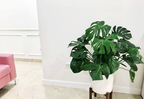 Trang trí tổ ấm với điểm nhấn từ sắc xanh cây cảnh-5