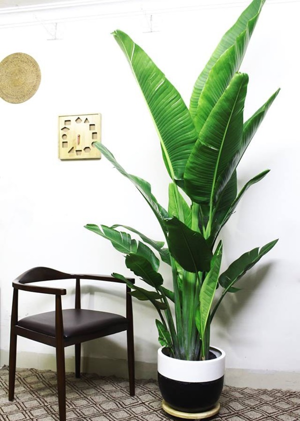 Trang trí tổ ấm với điểm nhấn từ sắc xanh cây cảnh-10