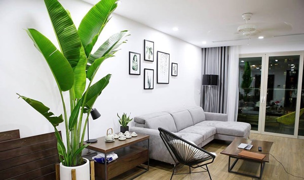 Trang trí tổ ấm với điểm nhấn từ sắc xanh cây cảnh-11
