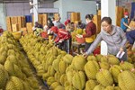 Sầu riêng Việt bán tại siêu thị Vương quốc Anh, 400 nghìn đồng/kg-3