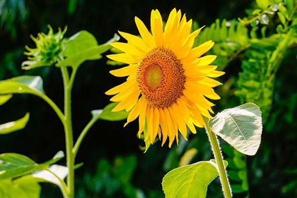 Ai có giờ sinh này không vội vàng, càng khiêm tốn càng thành công, tương lai thịnh vượng, tươi sáng-5