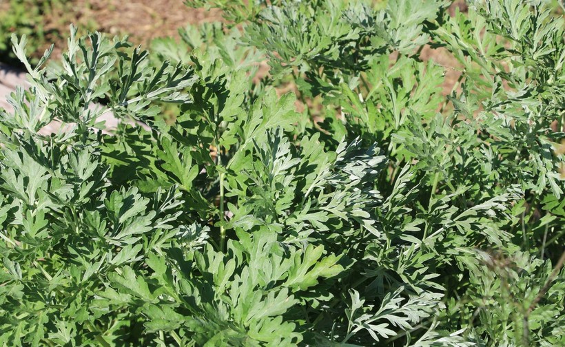 Vì sao phụ nữ mang thai 3 tháng đầu không nên ăn rau ngải cứu?-1