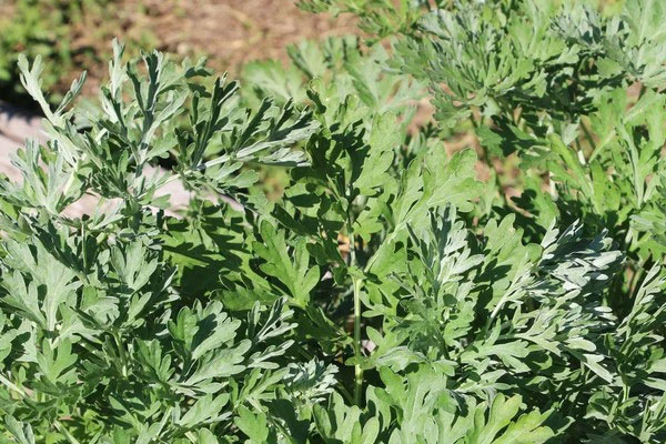 Có thật bà bầu uống nước dừa sinh con trắng hồng?-2