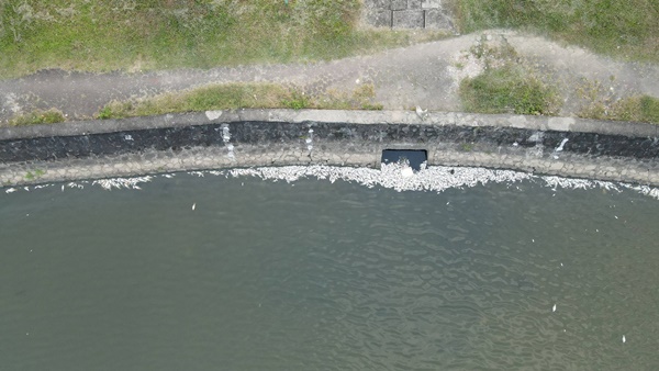 Cá chết nổi trắng hồ điều hòa lớn nhất thành phố Hà Tĩnh-1