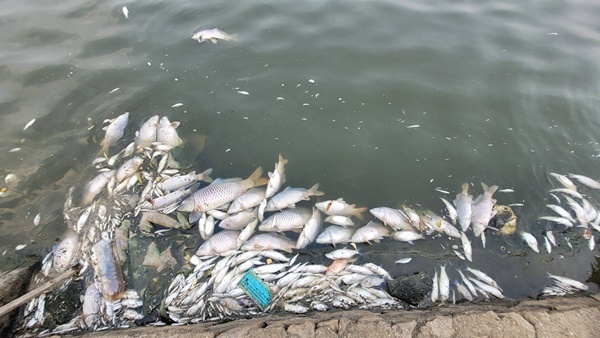 Cá chết nổi trắng hồ điều hòa lớn nhất thành phố Hà Tĩnh-6