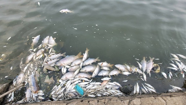 Cá chết nổi trắng hồ điều hòa lớn nhất thành phố Hà Tĩnh-6