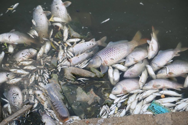 Cá chết nổi trắng hồ điều hòa lớn nhất thành phố Hà Tĩnh-2
