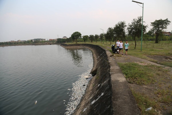 Cá chết nổi trắng hồ điều hòa lớn nhất thành phố Hà Tĩnh-4