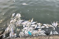 Cá chết nổi trắng hồ điều hòa lớn nhất thành phố Hà Tĩnh
