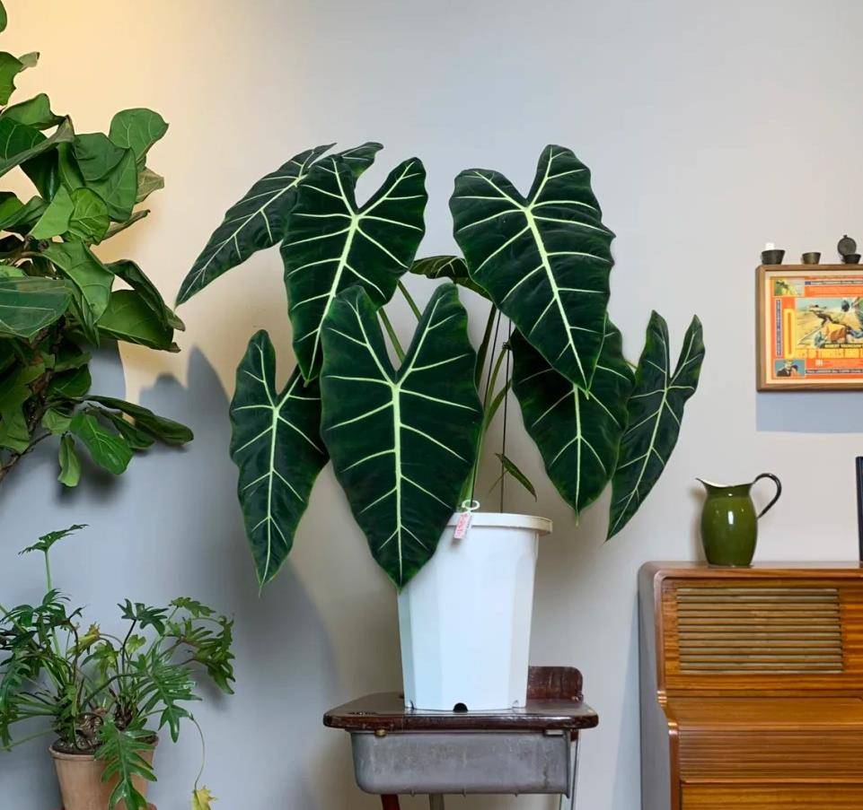 Nhà nhỏ mấy cũng cần trồng 5 cây cảnh này, lá đẹp hơn hoa, không khí sạch bong kin kít-2