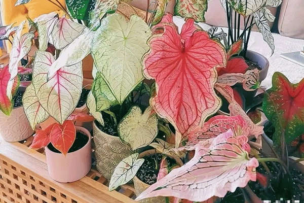 Tên già nua nhưng cây cảnh này có vẻ đẹp tiên nữ, hoa ngàn cánh, tím mộng mơ, làm tường hoa mãn nhãn-9