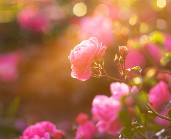 Tử vi tuần mới 8/5 - 14/5/2023: Tuổi Mão cảm xúc thăng hoa, tuổi Thân bước tiến đáng kể-2