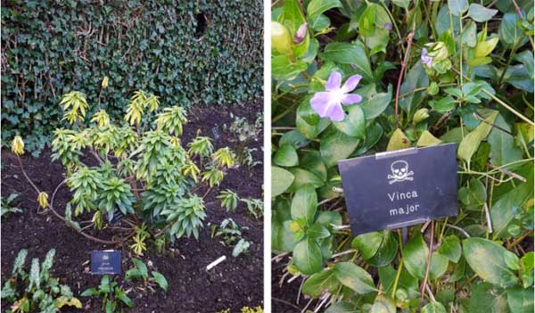 Có gì bên trong khu vườn chỉ cần chạm vào 1 chiếc lá cũng có thể chết người?-3