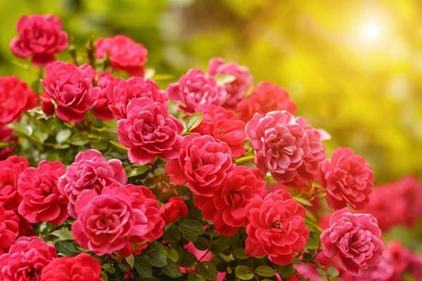 Người sinh tháng Âm lịch này không ăn mày dĩ vãng, tính cách cẩn trọng, tất yếu thành công-4