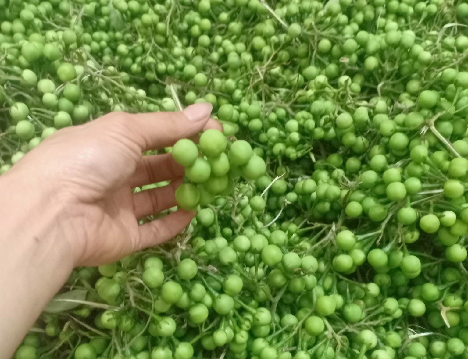 Thứ quả dại thành đặc sản được săn lùng, dân buôn có ngày bán vài chục cân-1