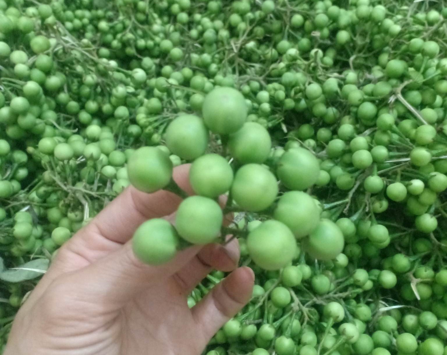 Thứ quả dại thành đặc sản được săn lùng, dân buôn có ngày bán vài chục cân-2