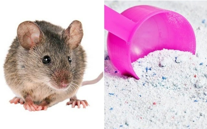 Cách diệt gián, chuột hiệu quả bằng bột giặt-1