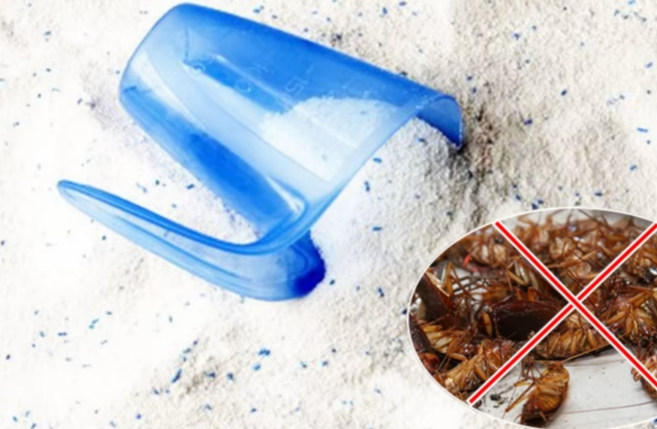 Cách diệt gián, chuột hiệu quả bằng bột giặt-2