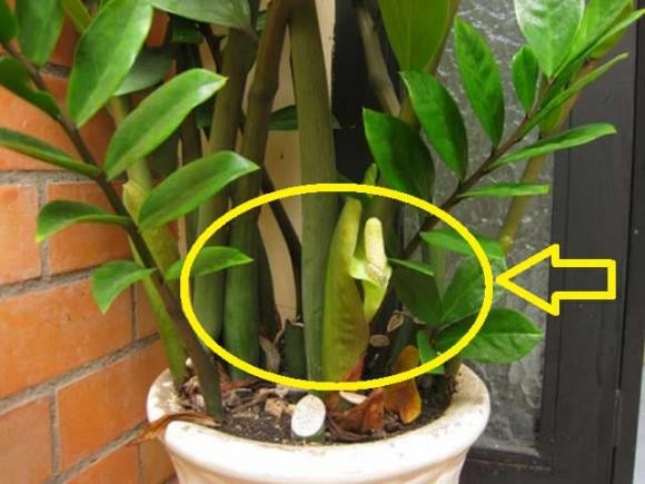 Nhà xuất hiện điều này tưởng chuyện vui, hóa ra là điềm báo tai ương-1