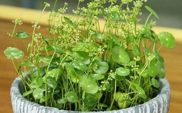 Nhà xuất hiện điều này tưởng chuyện vui, hóa ra là điềm báo tai ương-3