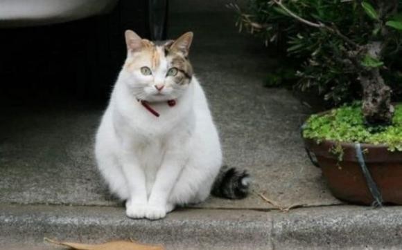 Nhà xuất hiện điều này tưởng chuyện vui, hóa ra là điềm báo tai ương-5