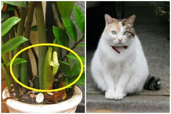 Nhà xuất hiện điều này tưởng chuyện vui, hóa ra là điềm báo tai ương