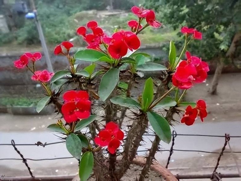 4 loại hoa người giàu chê nhưng người nghèo lại coi như báu vật”, xem trong nhà bạn có không thì bỏ đi-2