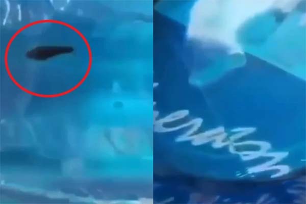 Vụ con đỉa trong bình nước: Công bố kết quả xét nghiệm các mẫu nước-4