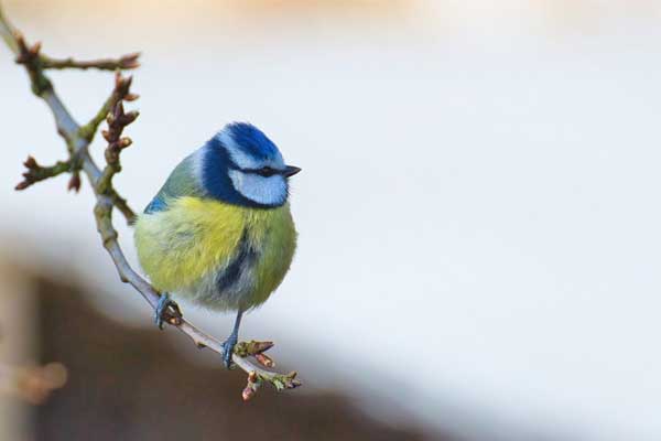 Tử vi ngày 10/5/2023: Tuổi Ngọ tin vui đang đến, tuổi Hợi may mắn bất ngờ-4