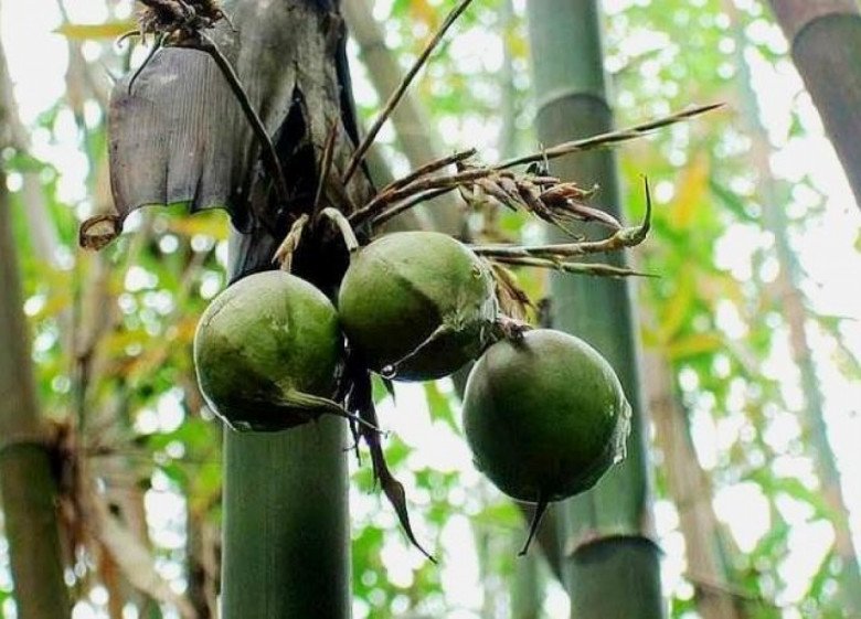 Loại cây trăm năm mới kết trái”, nhưng hễ ra quả là điềm gở, mọc đầy ở Việt Nam-2