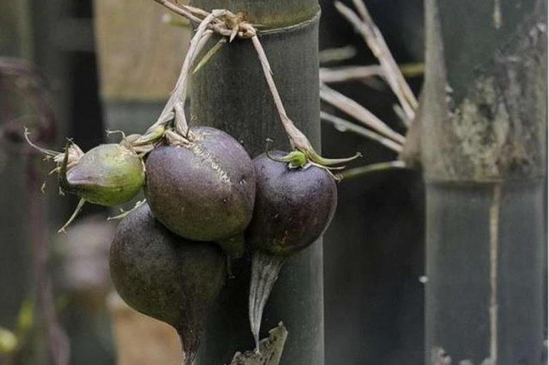 Loại cây trăm năm mới kết trái”, nhưng hễ ra quả là điềm gở, mọc đầy ở Việt Nam-3